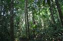 08 Amazone jungle